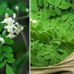 moringa flower health benefits murungai poo benefits