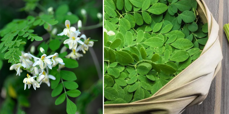 moringa flower health benefits murungai poo benefits