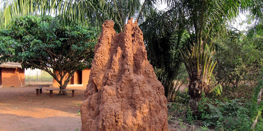 கரையான்கள் கட்டிய புற்று