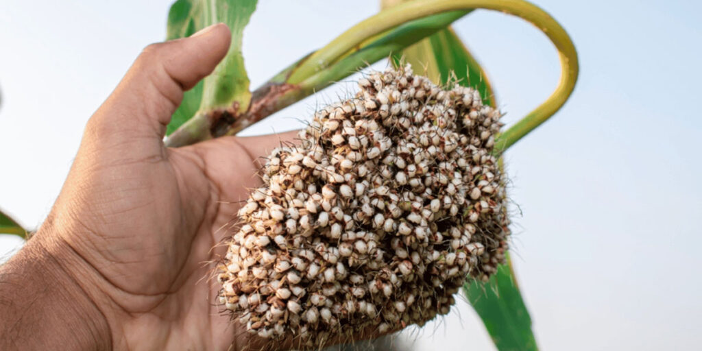 சோளத்தின் ஆரோக்கிய நன்மைகள் மற்றும் சிறுதானிய பலன்கள்
